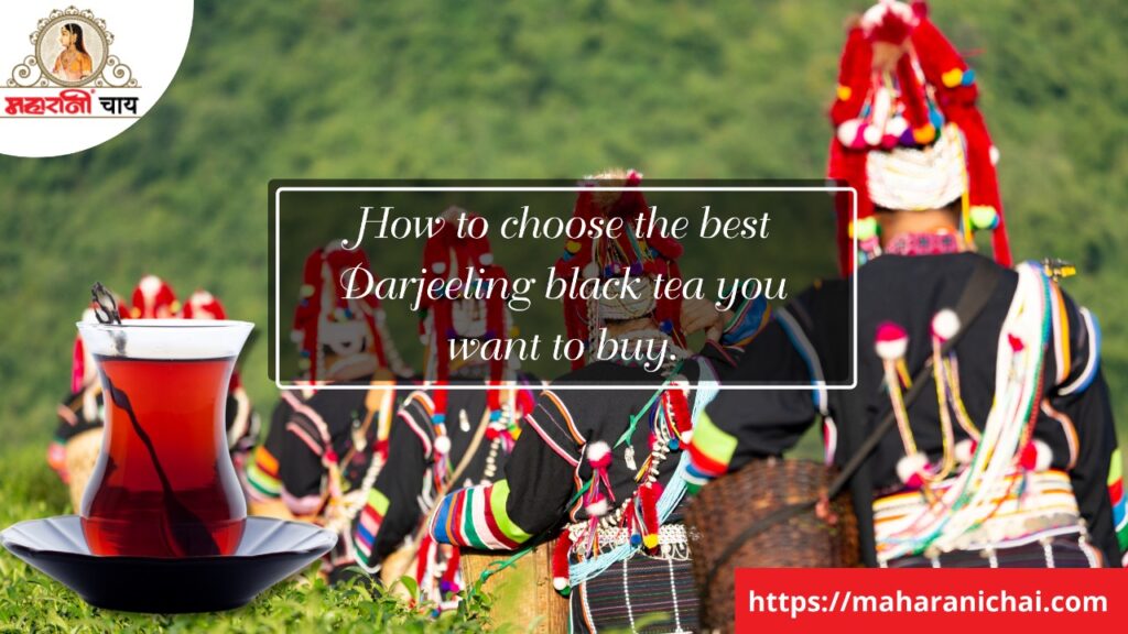 How to Choose the Best Darjeeling Black Tea You Want to Buy