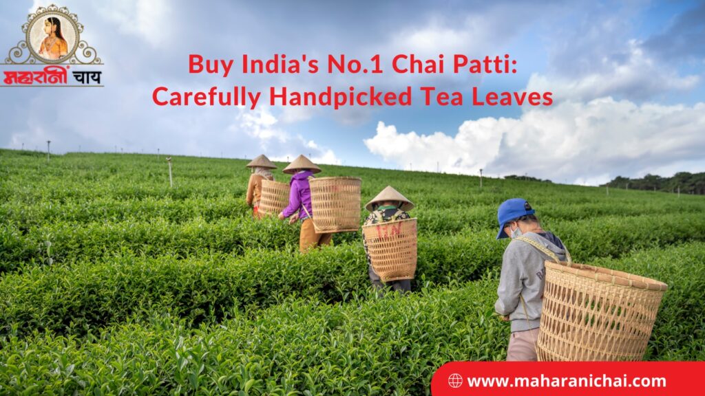 Buy India's No.1 Chai Patti: Carefully Handpicked Tea Leaves