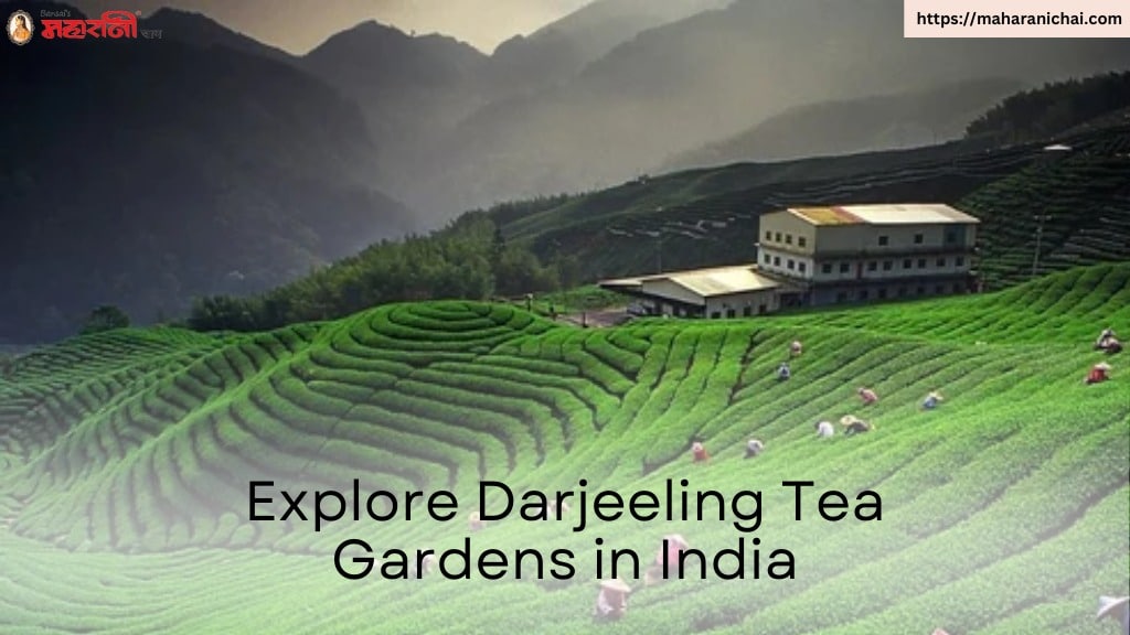 Explore Darjeeling Tea Gardens in India