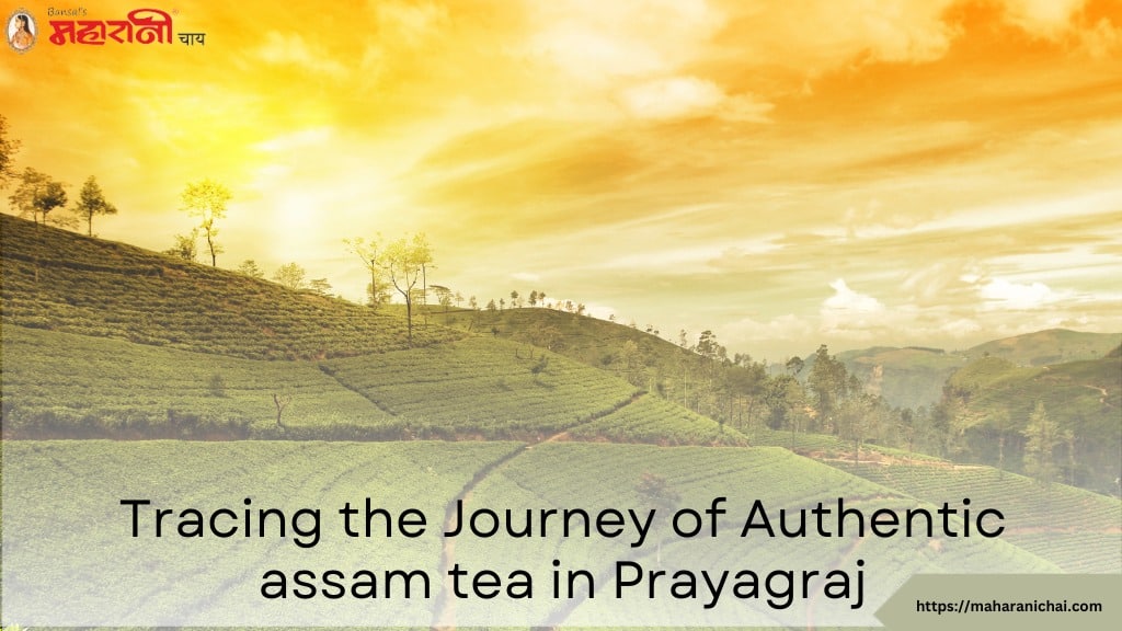 Tracing the Journey of Authentic Assam Tea in Prayagraj