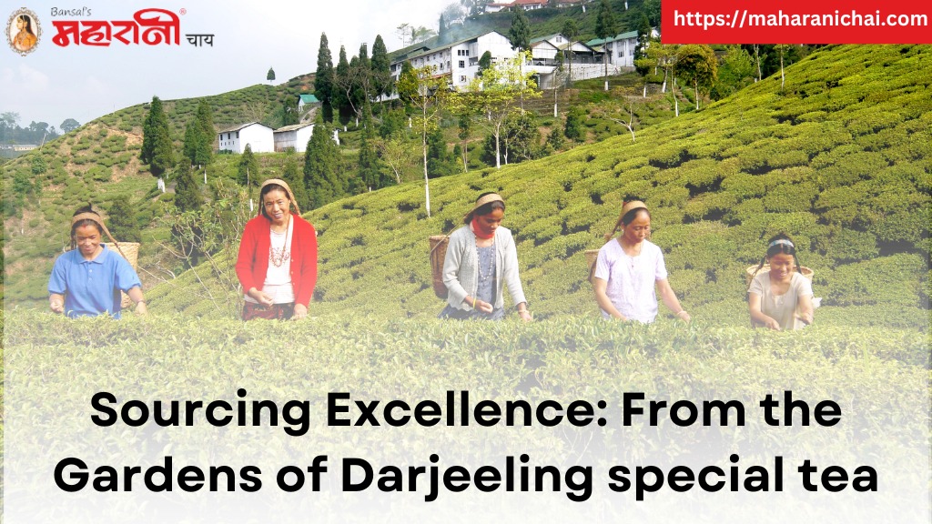 Sourcing Excellence From the Gardens of Darjeeling Special Tea