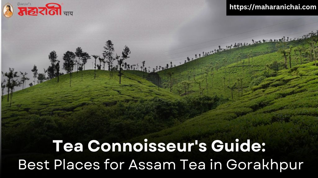 Tea Connoisseur's Guide: Best Places for Assam Tea in Gorakhpur