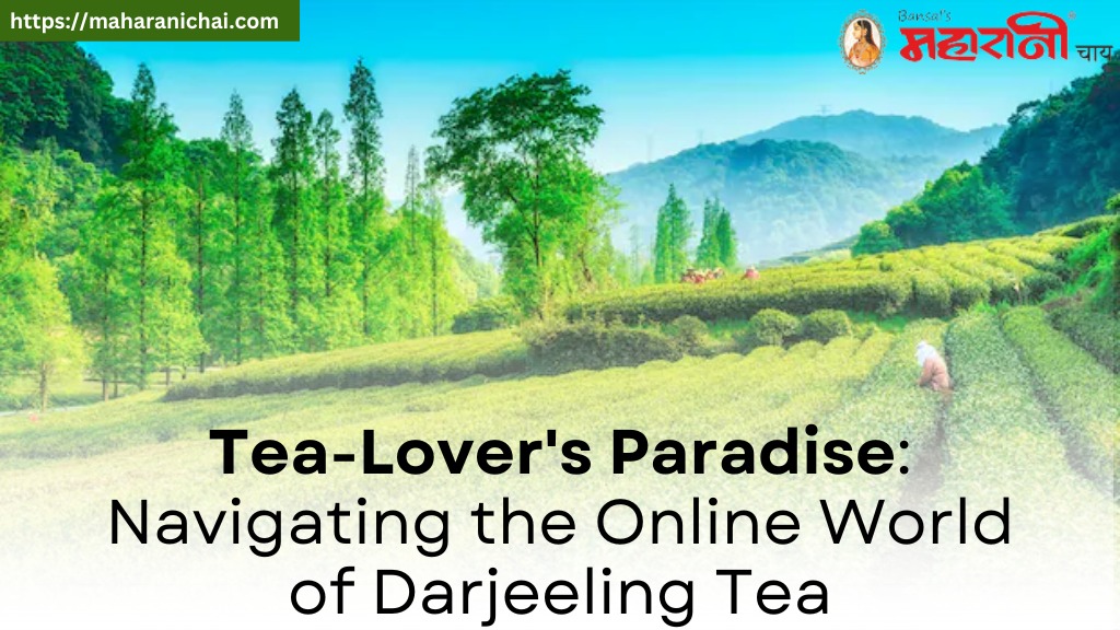 Tea-Lover's Paradise: Navigating the Online World of Darjeeling Tea