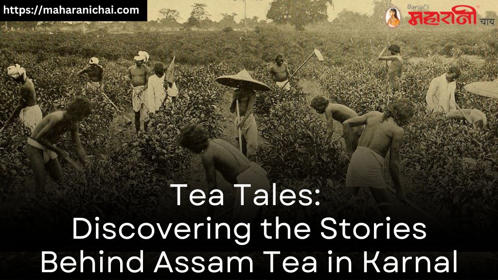 Tea Tales: Discovering the Stories Behind Assam Tea in Karnal