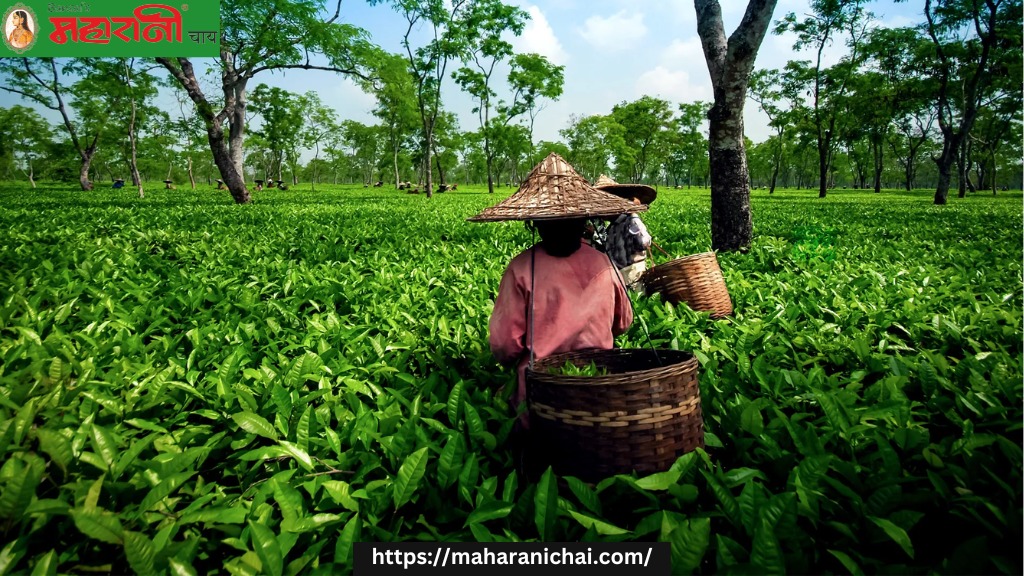 Behind the Brew: The Craftsmanship of Producing the Best Assam Tea in India