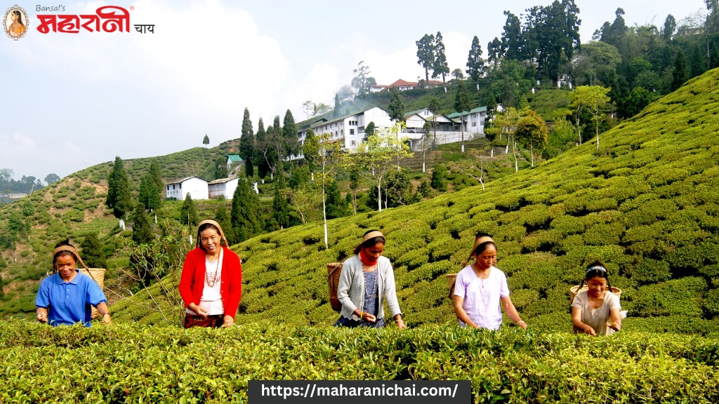 Steeped in Excellence: Discovering the Best Darjeeling Tea Online