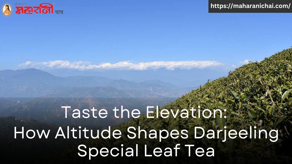 Taste the Elevation: How Altitude Shapes Darjeeling Special Leaf Tea