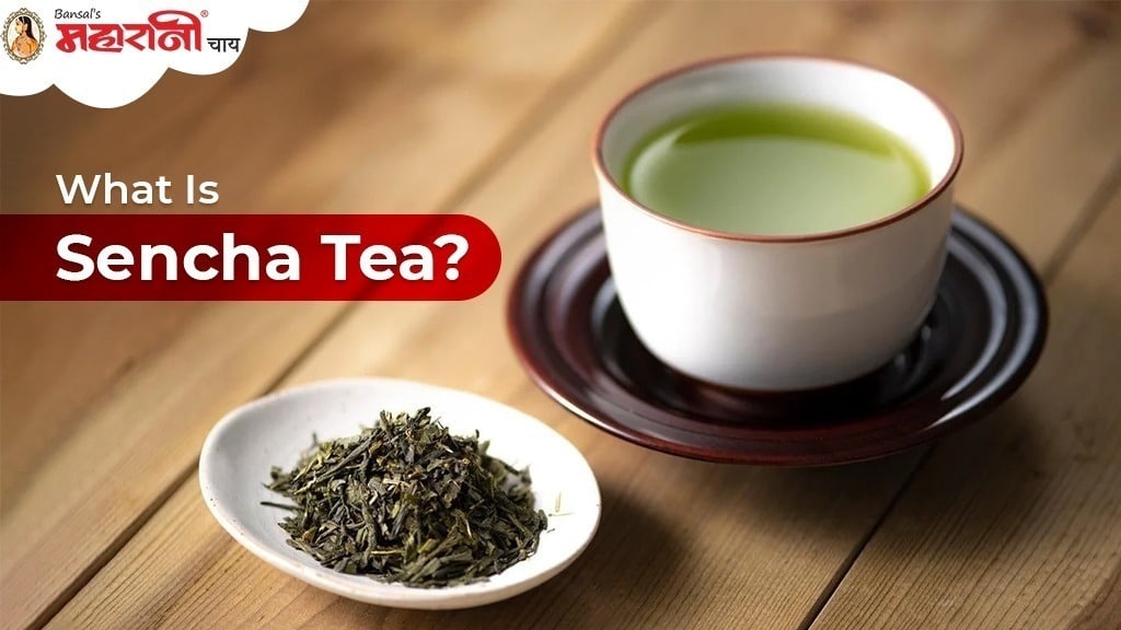 what is Sencha Tea