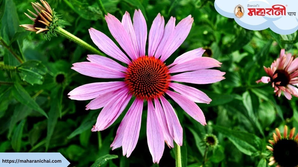 Your Ultimate Guide To Echinacea Flower Tea