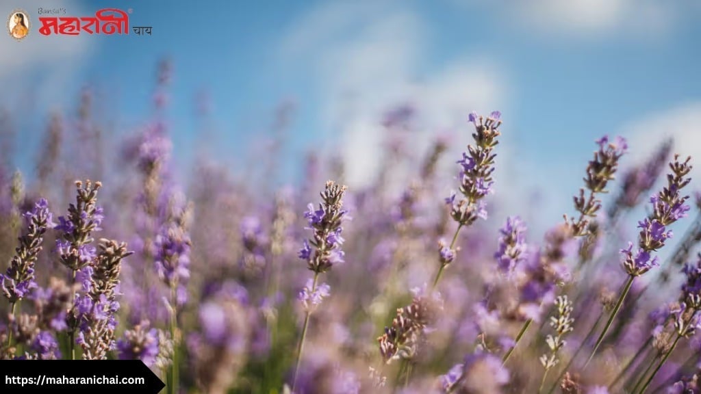 Lavender Flower Tea: A Daily Boost for Well-being